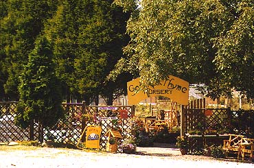 Garden Thyme Nurseries